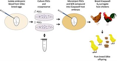 Avian Primordial Germ Cells Are Bipotent for Male or Female Gametogenesis